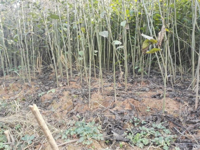 麻核桃苗50~100cm一年苗
