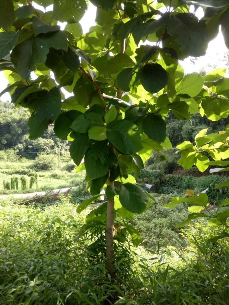 柚木苗，珍贵缅甸金丝柚木