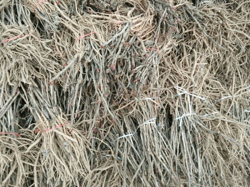 油牡丹苗20~30cm