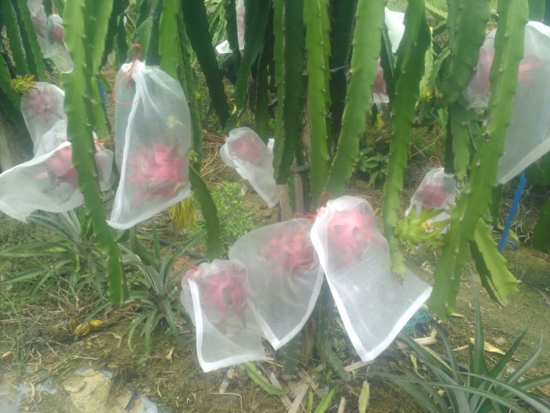 红心火龙果中（5-6两）
