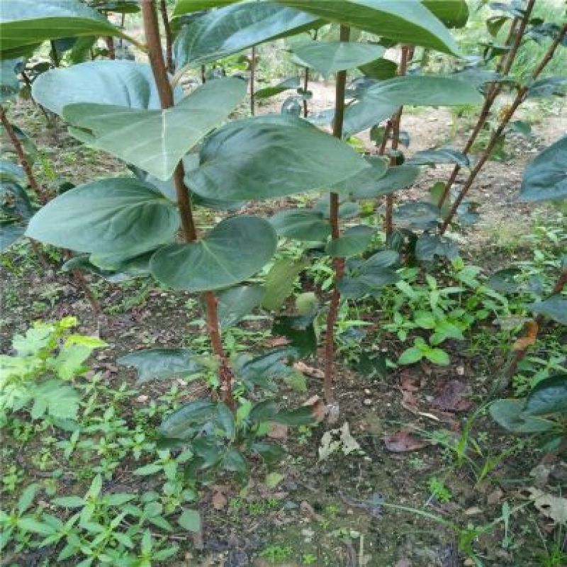 柿子甜柿合柿牛心柿树苗50~80cm