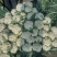 白花菜