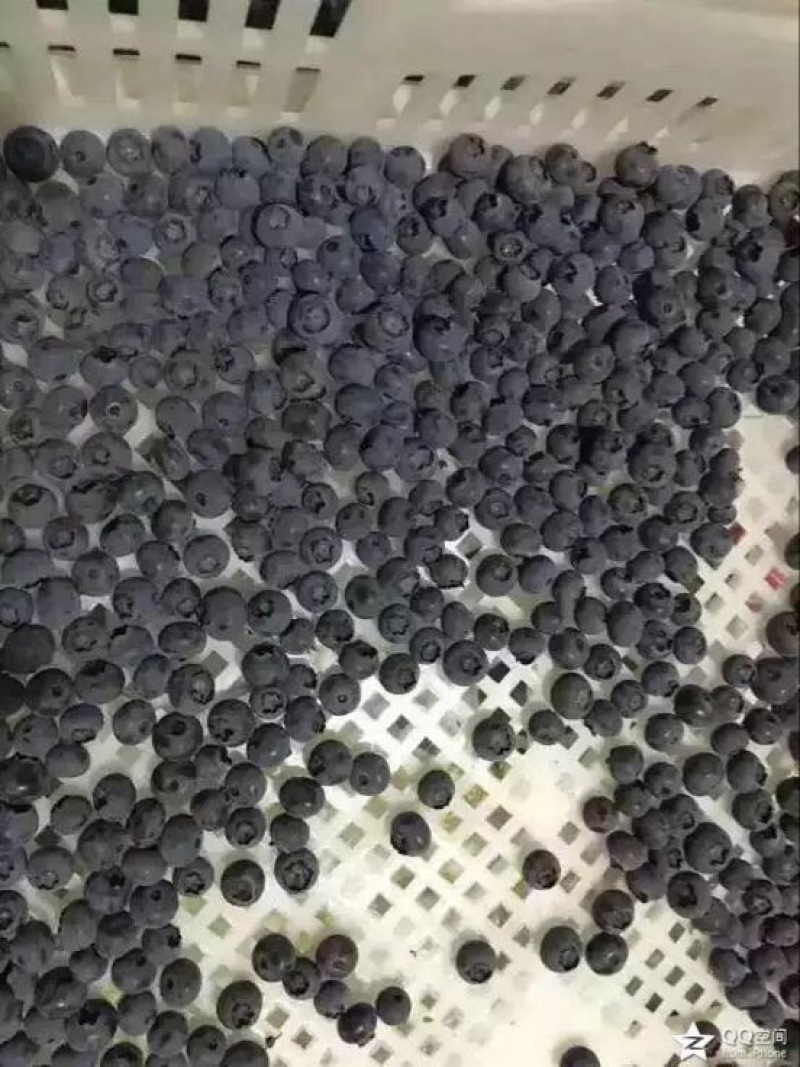 蓝丰蓝莓