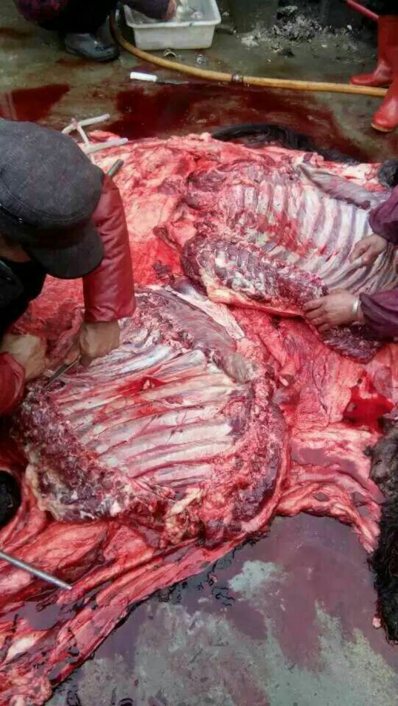 驴肉鲜货