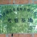 龙虾苗龙虾种伊乐藻地笼