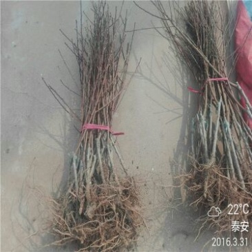 突围桃树苗80cm以上