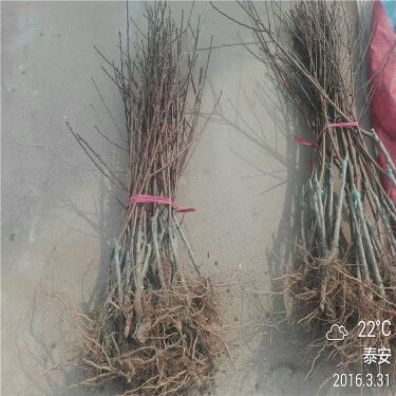突围桃树苗80cm以上