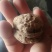 薄皮核桃40mm以上去皮干