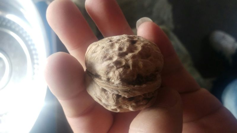 薄皮核桃40mm以上去皮干