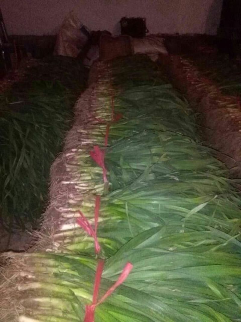 蒜苗质量保证，来就装货。