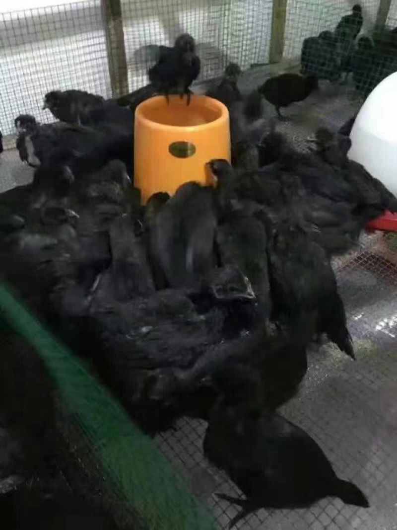 鸡苗500克以下脱温苗