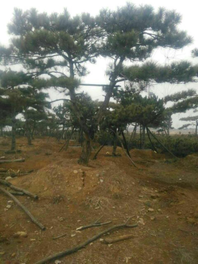 造型松8公分泰山松树泰山迎客松价格15厘米粗度景松出售