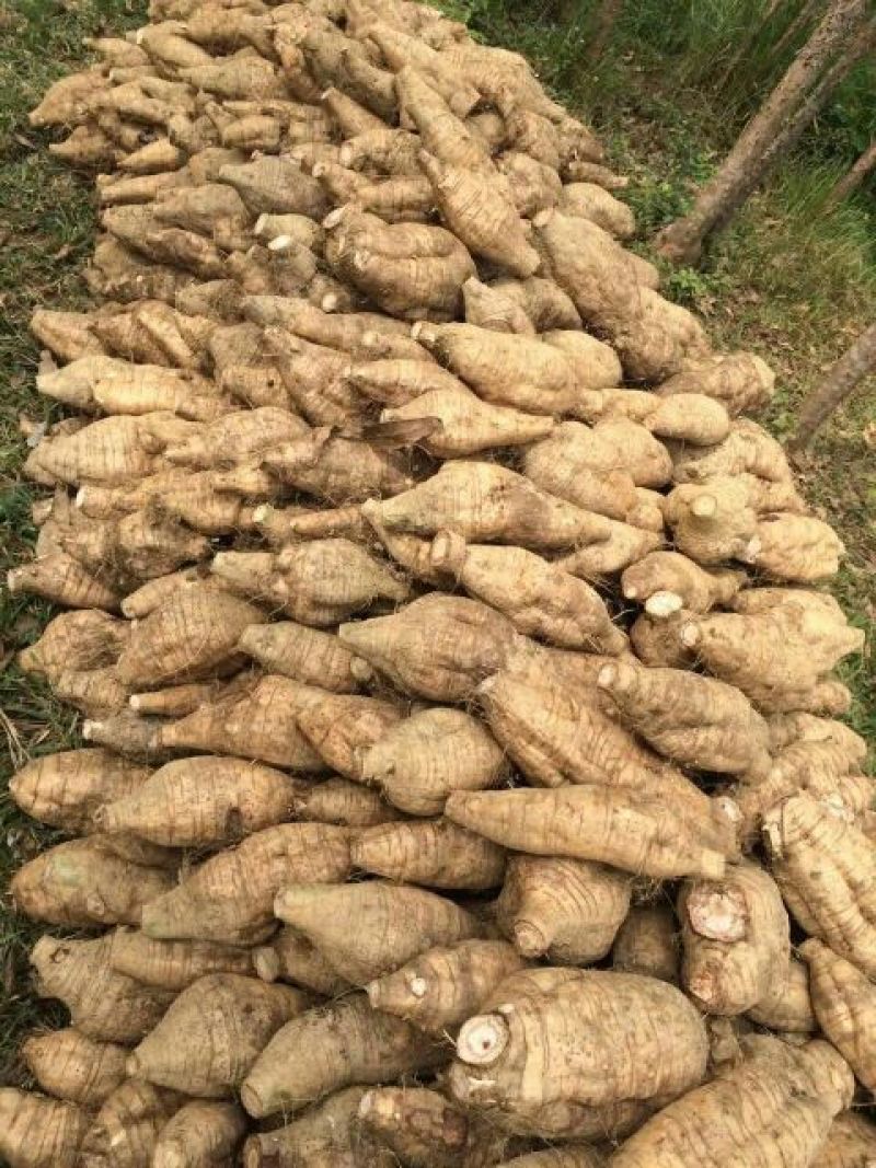 广西无渣粉葛根种苗产地直供可视频看货保证成活率