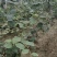 猕猴桃苗0.6~0.8cm70~90cm嫁接苗