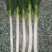 铁杆大葱30~40cm毛葱2cm左右