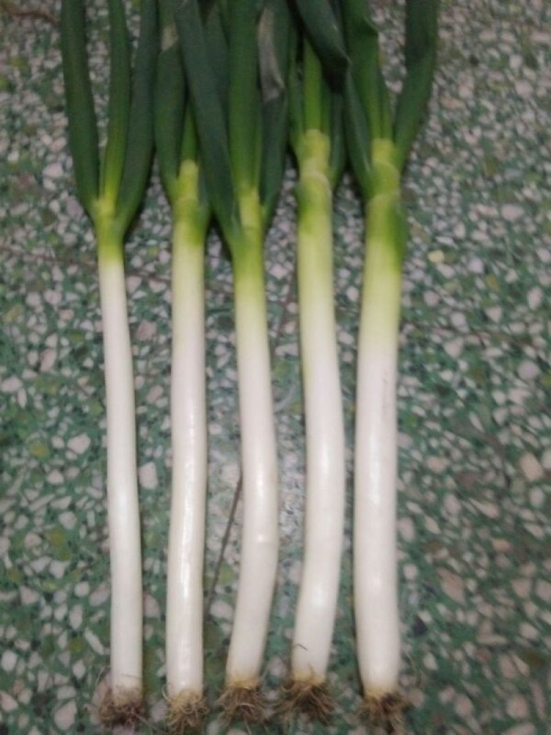 铁杆大葱30~40cm毛葱2cm左右