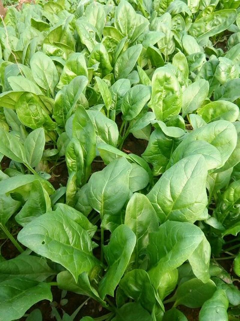 大叶菠菜20~25厘米