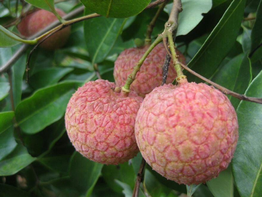 广西钦州市灵山县黑叶荔枝 2cm以上批发_邓其