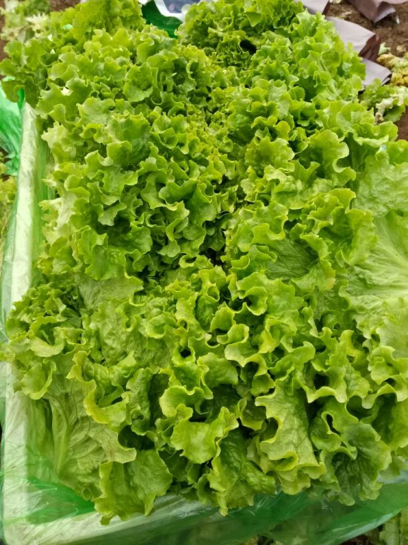 散叶生菜4两~5两