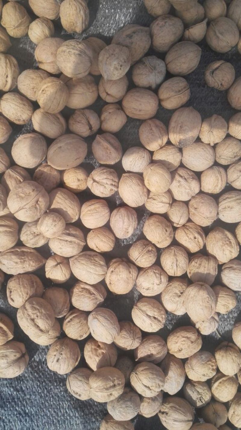 新疆185核桃25mm以上去皮干，阿克苏纸皮核桃