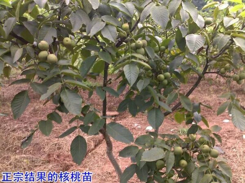 核桃苗包邮包活结果早