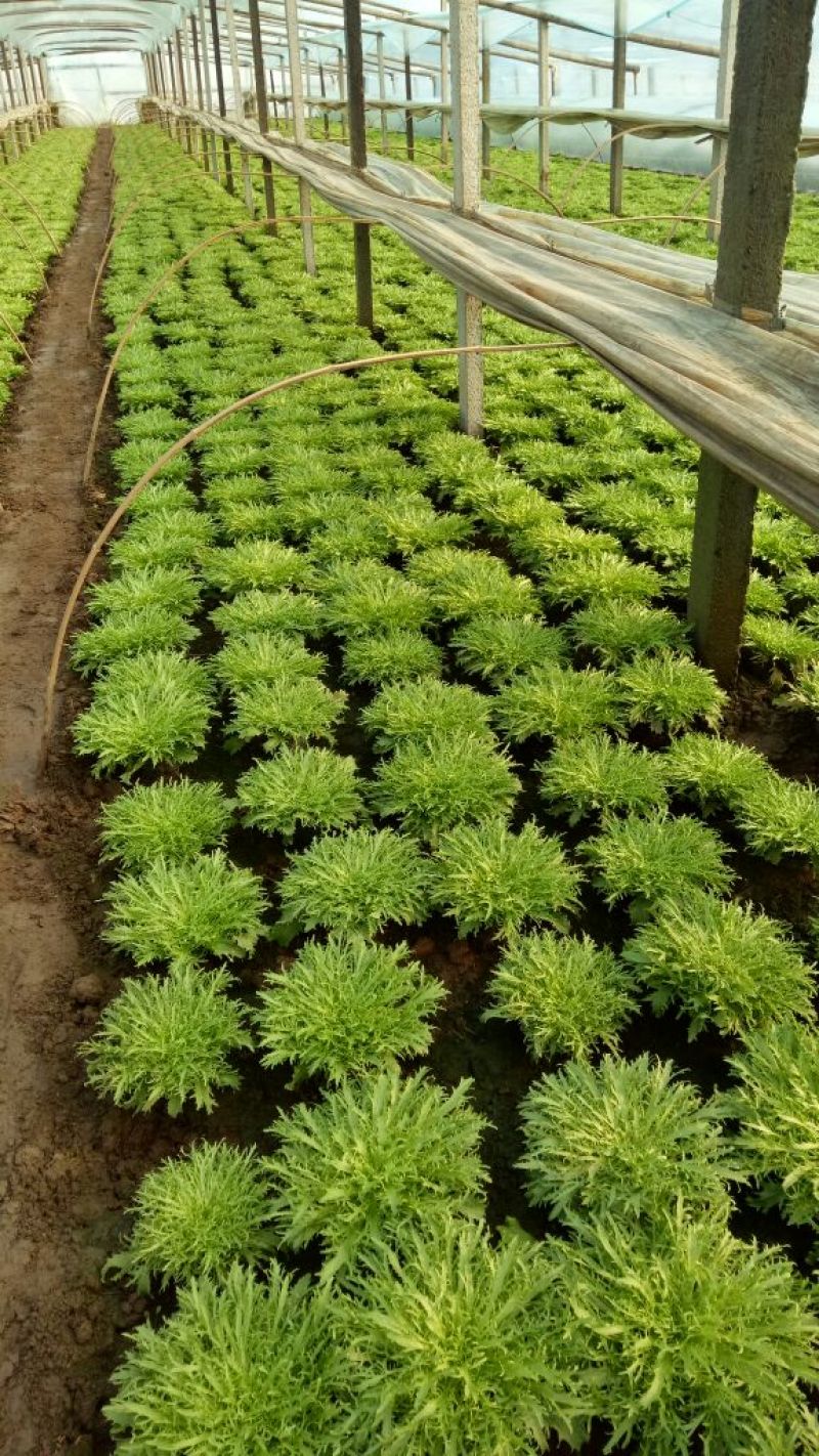 苦菊15~20cm