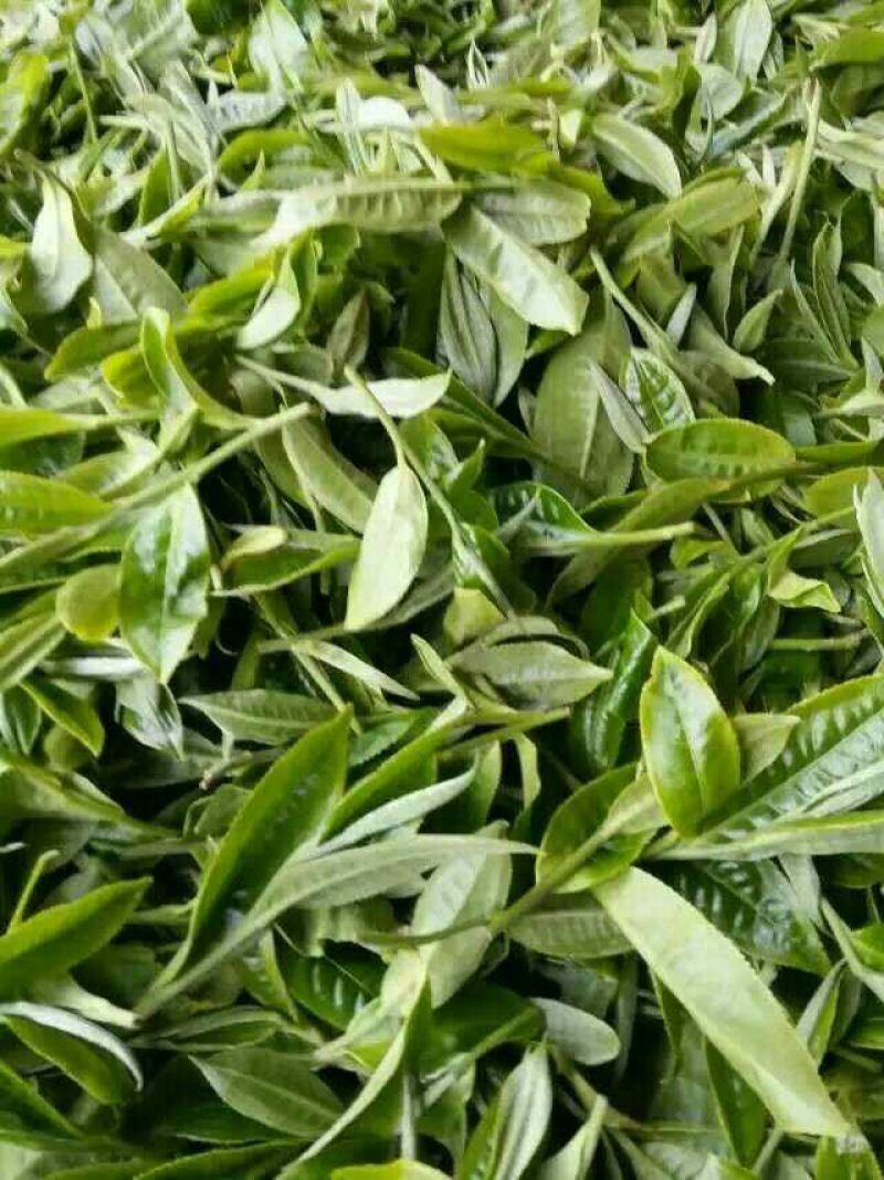 百年大树茶