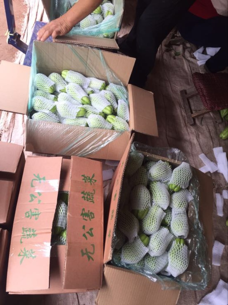 佛手瓜，优质山东货源精品，网套加泡沫箱等