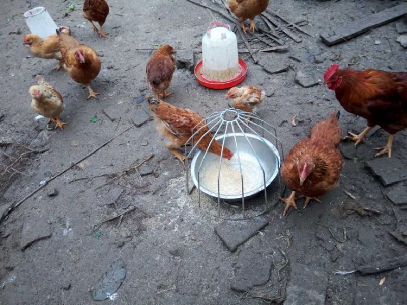 土鸡蛋