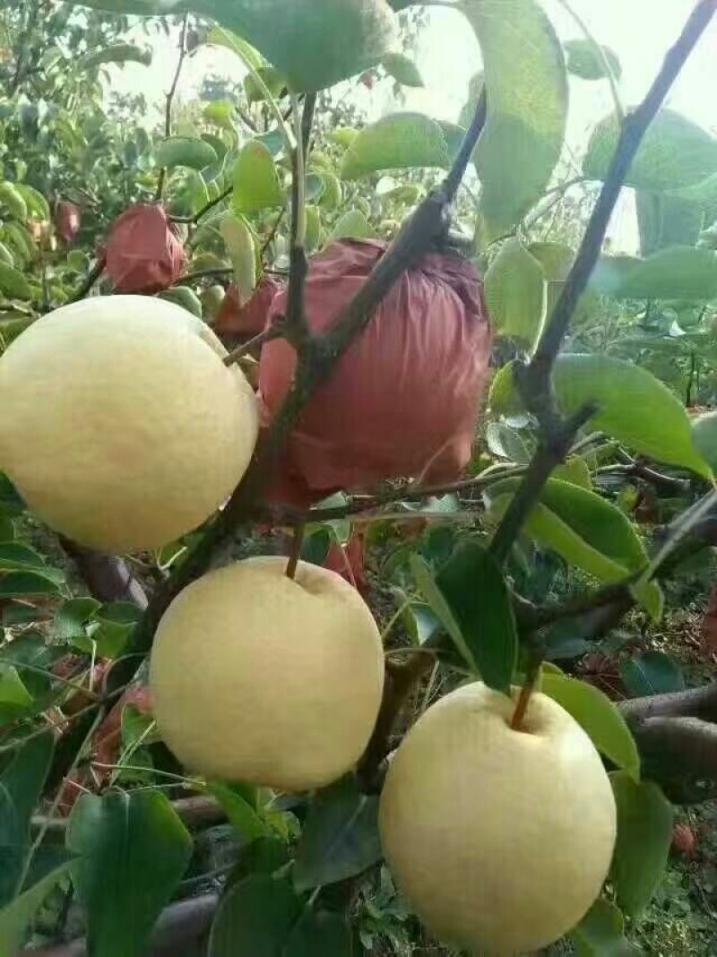 酥梨纸箱