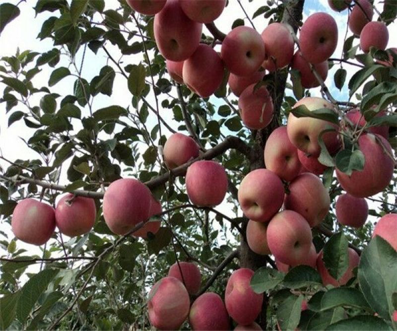苹果树苗80cm以上