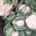 白花菜包装