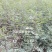 花椒苗1~2年
