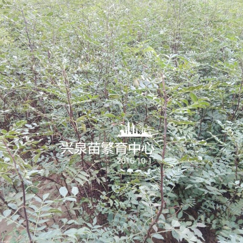花椒苗1~2年