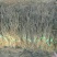 桑树苗50cm