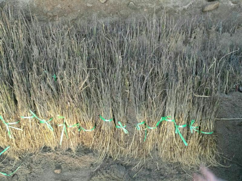 桑树苗50cm