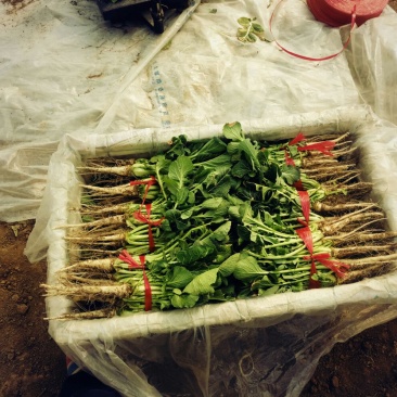 油菜苔15~20厘米