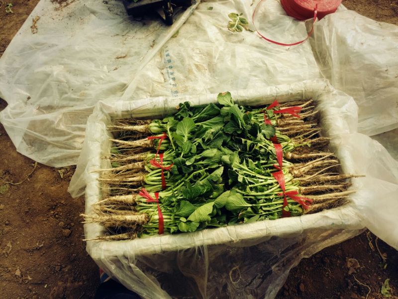 油菜苔15~20厘米