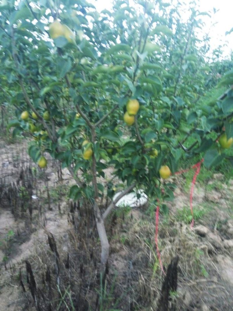 苹果梨60~100g光果