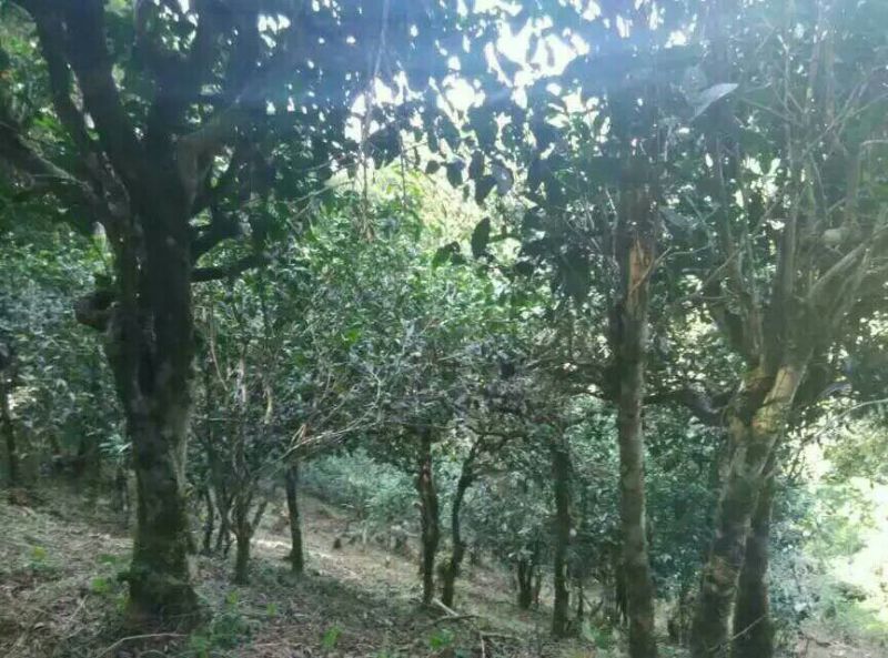 古树普洱茶二级