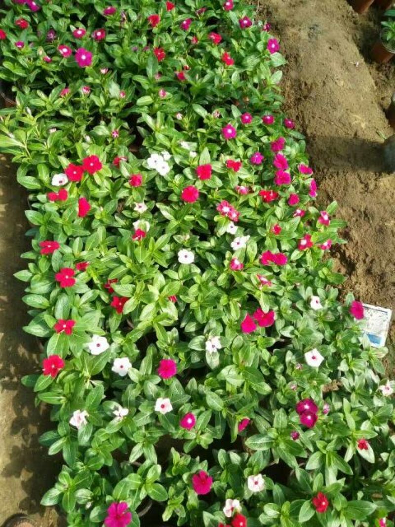长春花价格长春花供应长春花