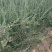 黑枸杞种子