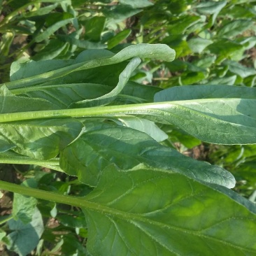 大叶菠菜20~25厘米