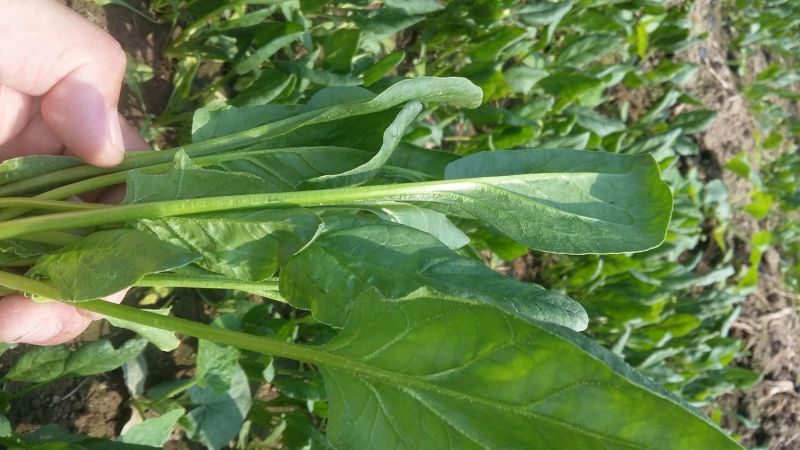 大叶菠菜20~25厘米