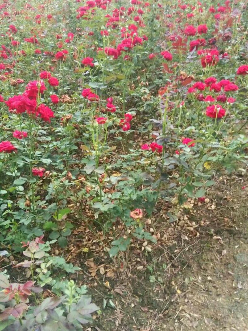 大花月季，农户直销