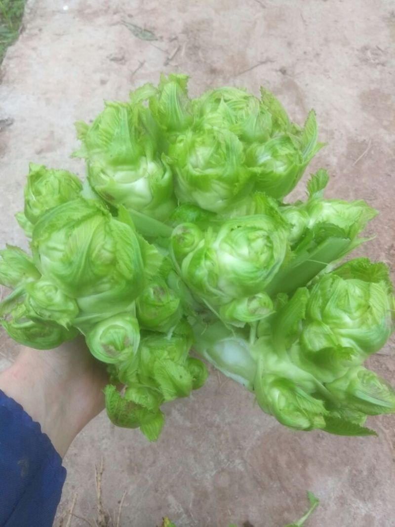 儿菜5两以上