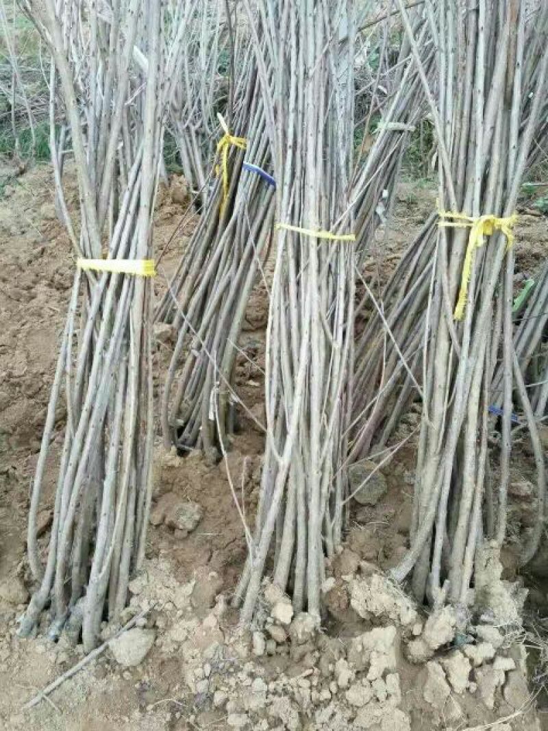 樱桃树苗2年10cm以下
