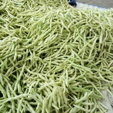 九粒白芸豆20cm以上