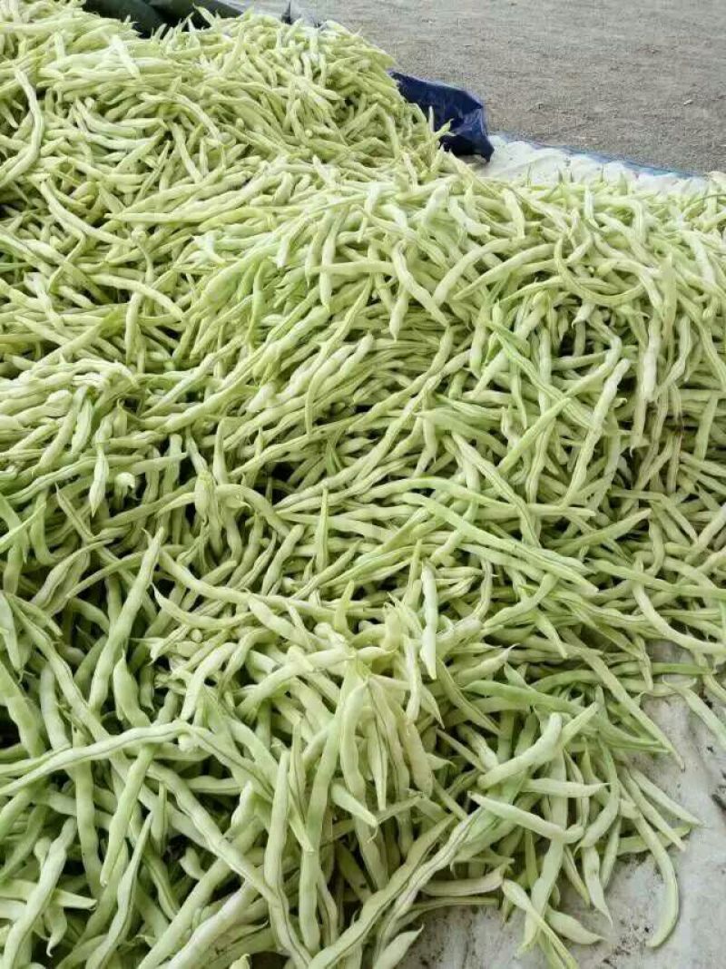 九粒白芸豆20cm以上