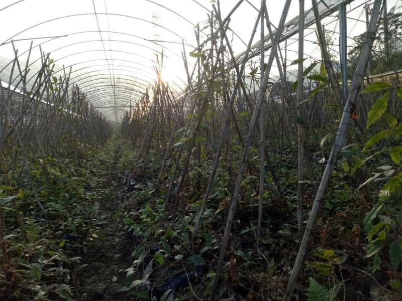 三叶青